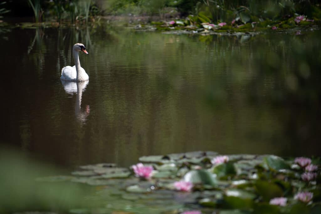 Wildlife lake