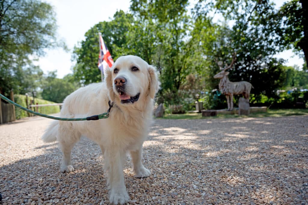 Dog-friendly park
