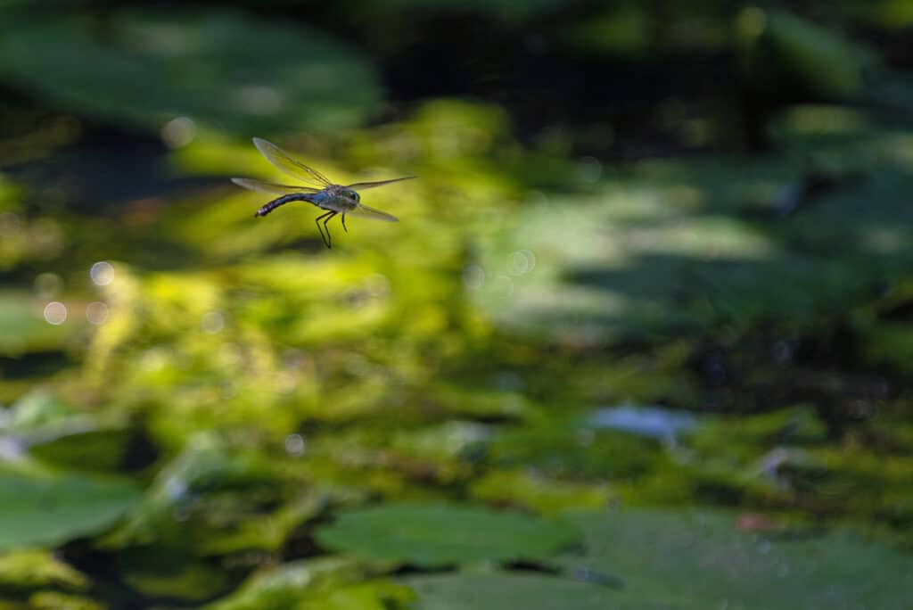 Wildlife-friendly