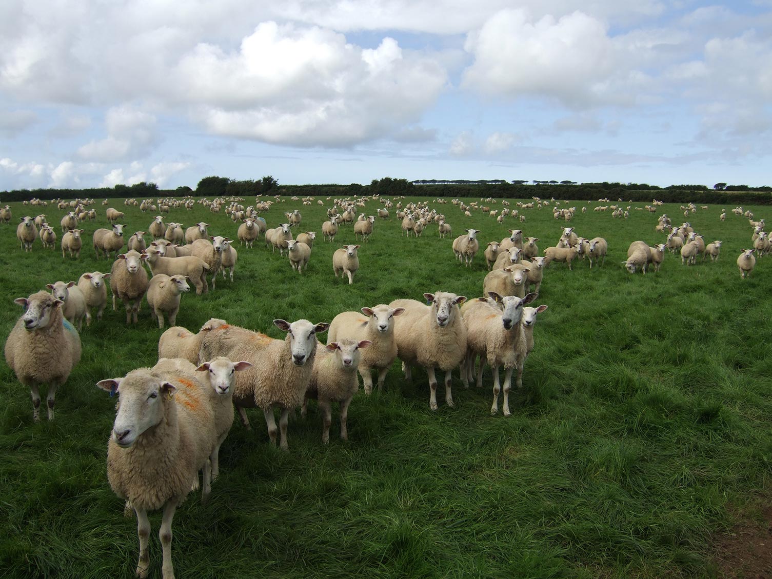 Hallsdown Farm Touring Park