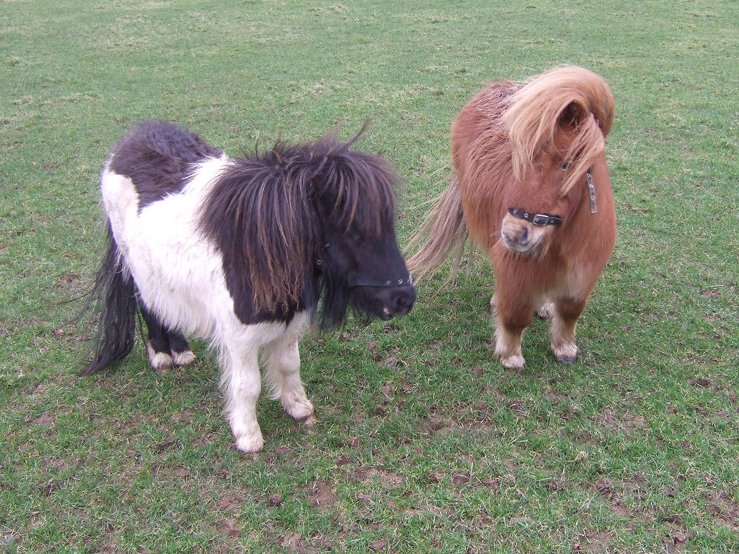 Hallsdown Farm Touring Park