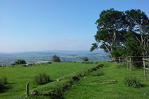 Daisy-Bank-View