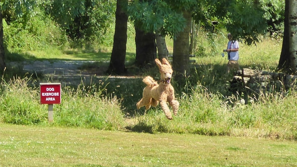 Dog-friendly adults-only caravan holiday park